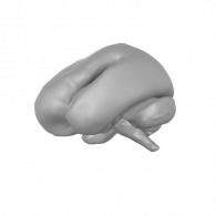 3d model - brain