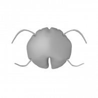 3d model - Medula Espinal