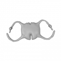 3d model - Medula cervical 1