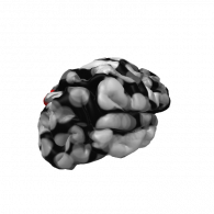 3d model - BRAIN BPE1